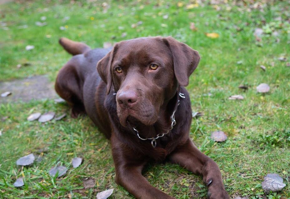 How to groom a dog with anxiety